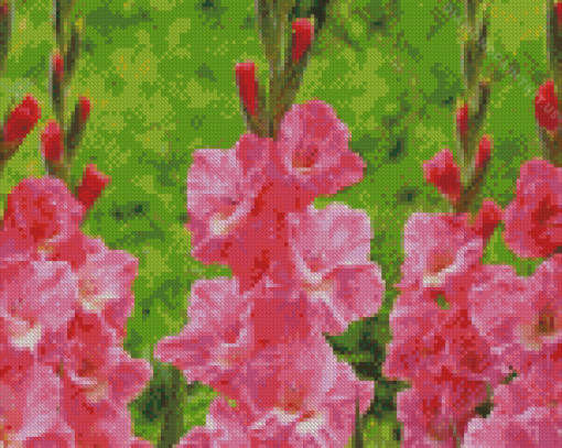 Pink Gladiolus Diamond Painting