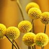 Billy Buttons Diamond Paintings