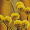 Billy Buttons Diamond Paintings