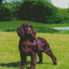 Boykin Spaniel Dog Diamond Painting