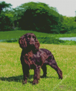 Boykin Spaniel Dog Diamond Painting