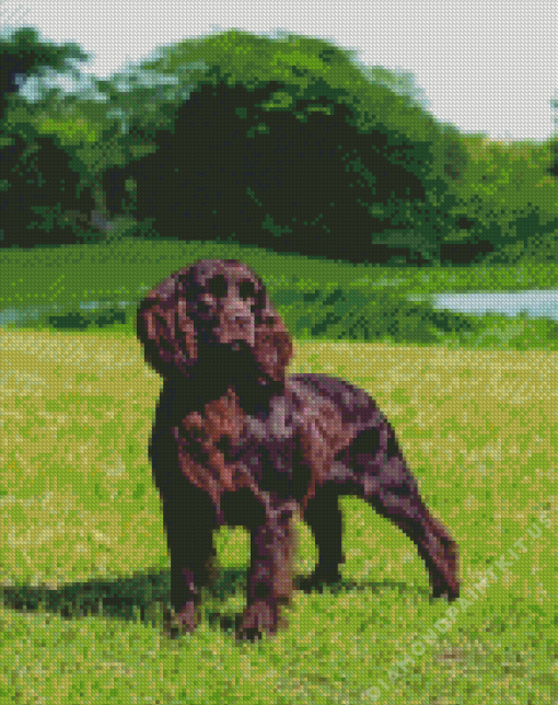 Boykin Spaniel Dog Diamond Painting