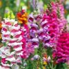 Colorful Snapdragons Diamond Painting