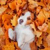 Dog In Leaves Diamond Painting