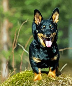 Lancashire Heeler Diamond Paintings