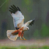 Marsh Harrier Diamond Paintings