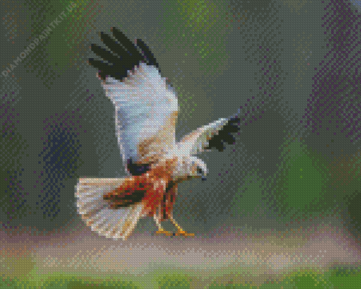 Marsh Harrier Diamond Paintings