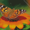 Painted Lady Butterfly Insect Diamond Painting