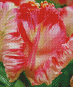 Pink White Parrot Tulip Diamond Painting