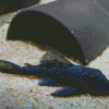 Pleco Fish Diamond Paintings