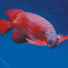 Red Asian Arowana Diamond Paintings