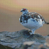 Willow Ptarmigan Diamond Paintings