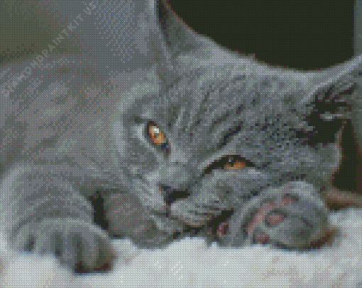 Cute Grey Kitty Diamond Painting
