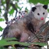 Opossum On Tree Branch Diamond Painting
