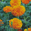 Tagetes Erecta Diamond Paintings