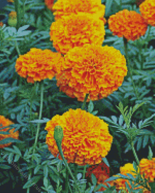 Tagetes Erecta Diamond Paintings