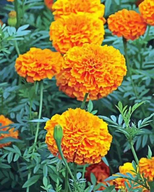 Tagetes Erecta Diamond Paintings