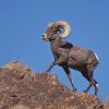 American Bighorn Sheep Diamond Painting