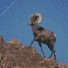 American Bighorn Sheep Diamond Painting