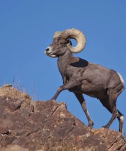 American Bighorn Sheep Diamond Painting