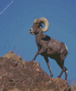 American Bighorn Sheep Diamond Painting