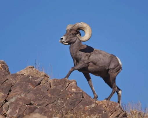 American Bighorn Sheep Diamond Painting