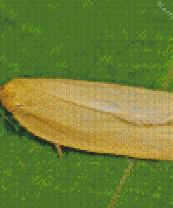 Aphelia Insect Diamond Painting