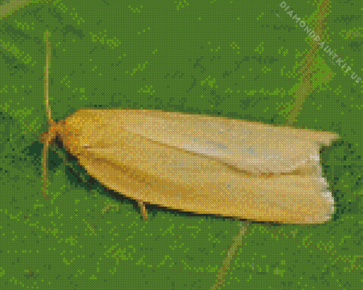 Aphelia Insect Diamond Painting