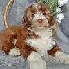 Aussiedoodle Miniature Diamond Painting