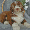 Aussiedoodle Miniature Diamond Painting