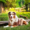 Australian Shepherd Dog Diamond Painting