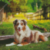 Australian Shepherd Dog Diamond Painting