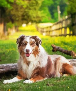 Australian Shepherd Dog Diamond Painting