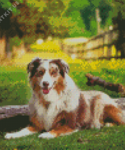 Australian Shepherd Dog Diamond Painting