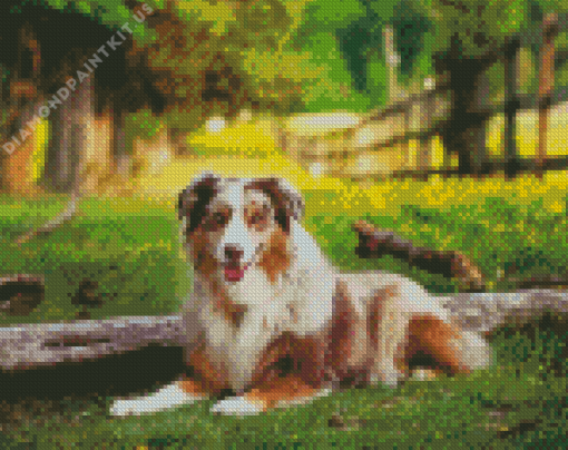 Australian Shepherd Dog Diamond Painting