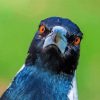 Australian Magpies Face Diamond Painting