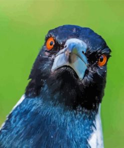 Australian Magpies Face Diamond Painting