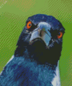 Australian Magpies Face Diamond Painting