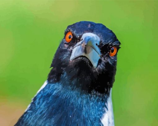 Australian Magpies Face Diamond Painting