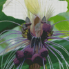 Bat Flowers Tacca Chantrieri Diamond Painting