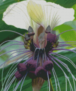 Bat Flowers Tacca Chantrieri Diamond Painting