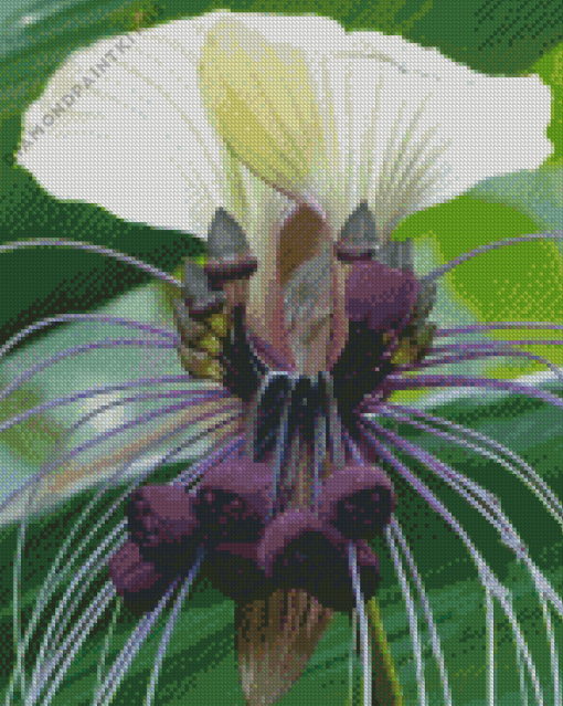 Bat Flowers Tacca Chantrieri Diamond Painting