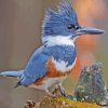 Belted Kingfisher Diamond Painting