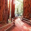 California Redwoods Diamond Painting