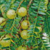 Ceylon Gooseberry Diamond Painting