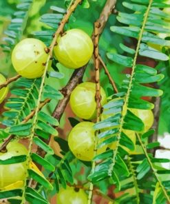 Ceylon Gooseberry Diamond Painting