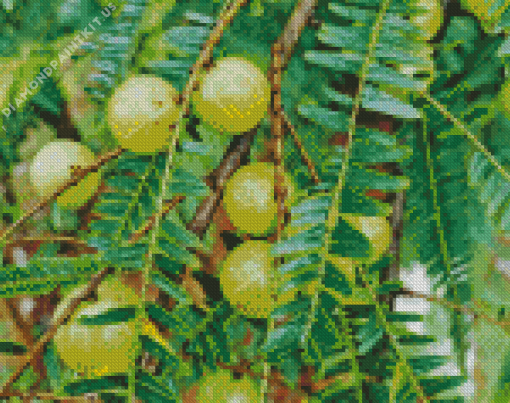 Ceylon Gooseberry Diamond Painting