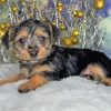 Chorkie Dog Diamond Painting