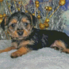 Chorkie Dog Diamond Painting