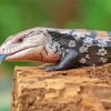 Close Up Blue Tongued Skink Diamond Painting